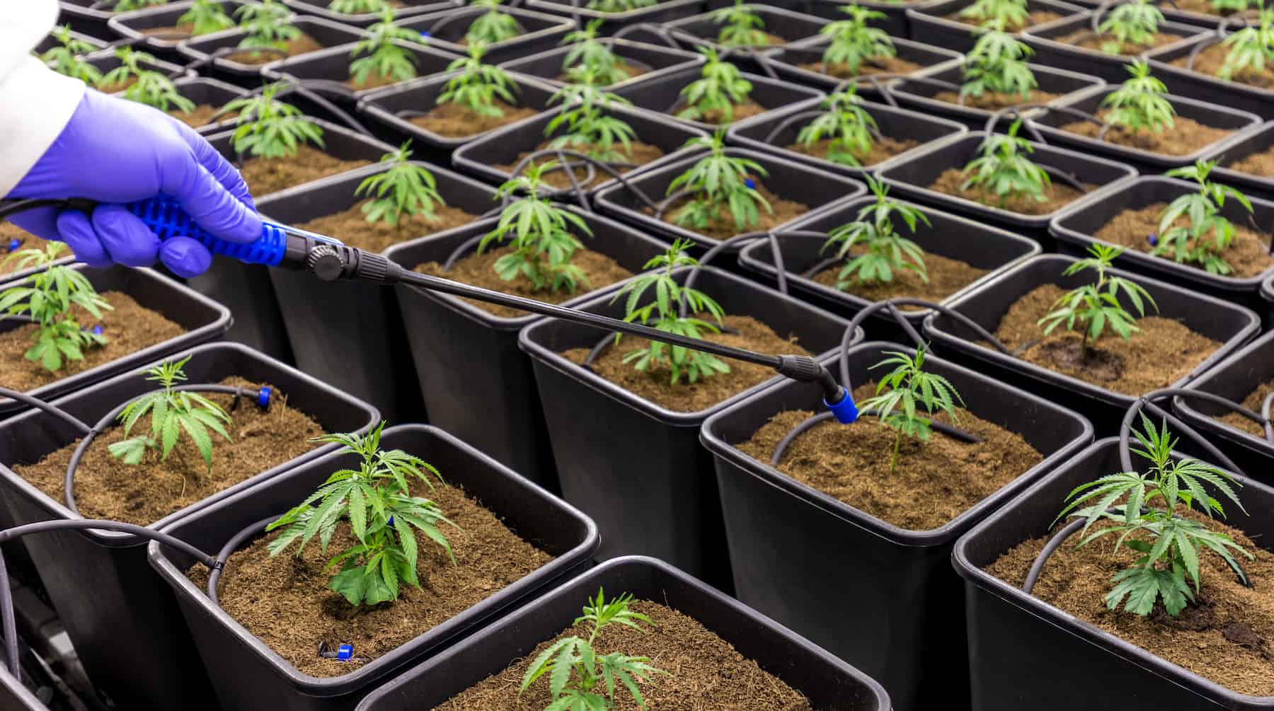 shutterstock_1011815878 1800