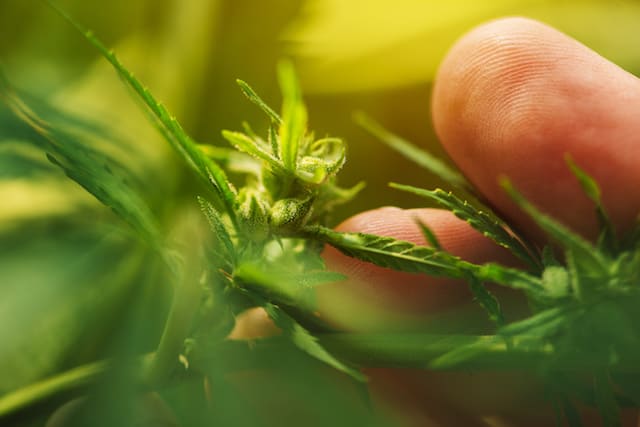 Growing Cannabis in Aeroponics