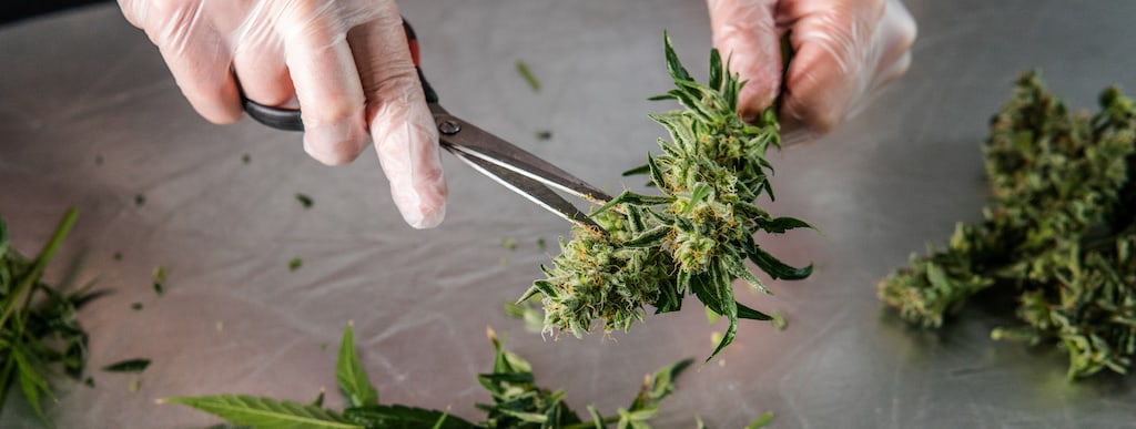 Marijuana Plants - Harvesting and Processing medical cannabis, Frontier Botanics, investment