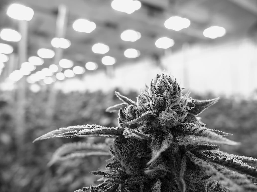 Indoor marijauna facility growing sea of cannabis plants