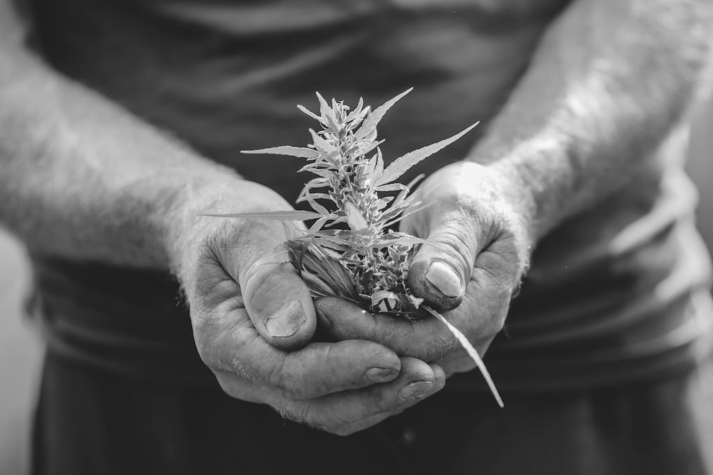 Cannabis medical plant