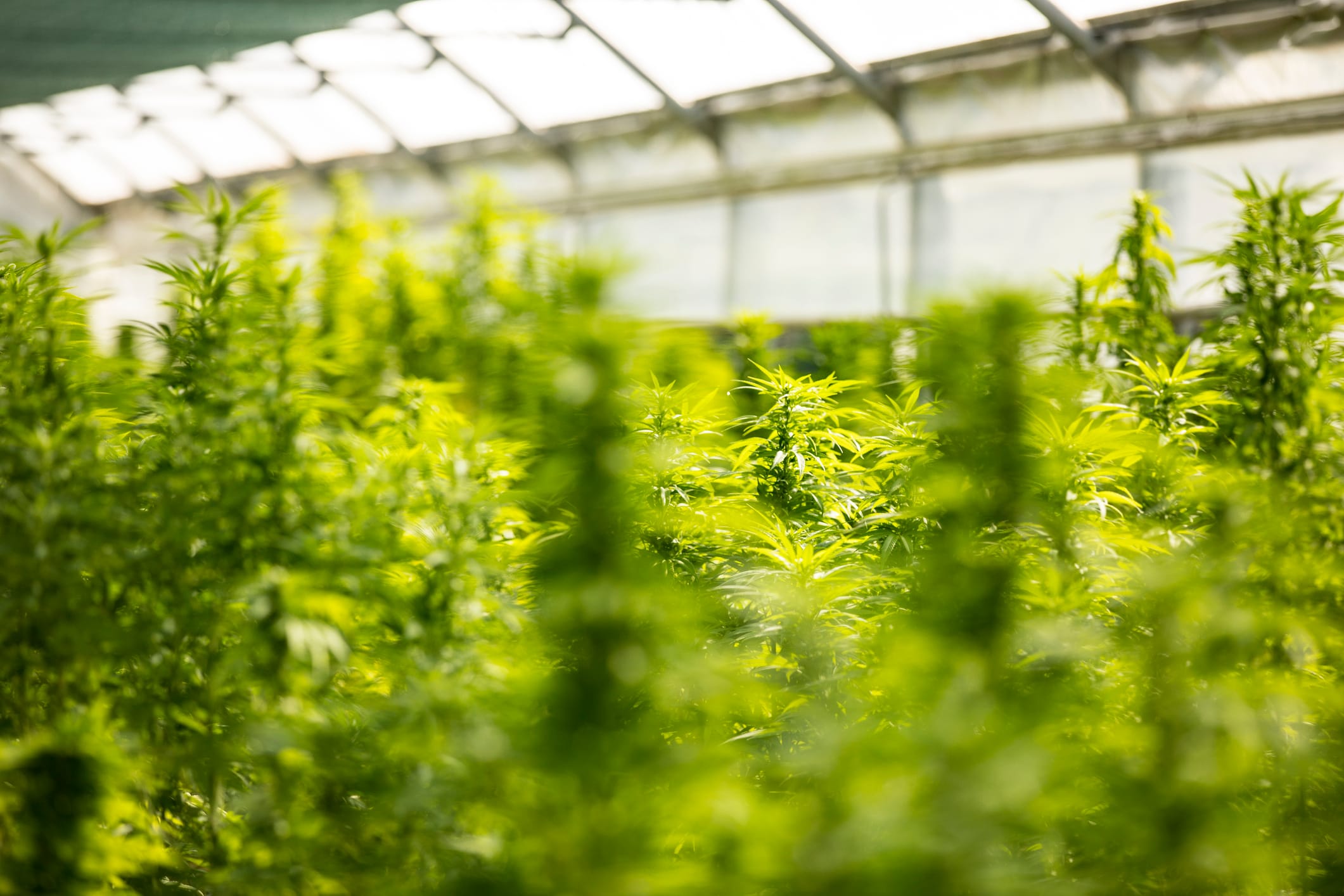 Plants Flowering in Cannabis Farm Greenhouse.