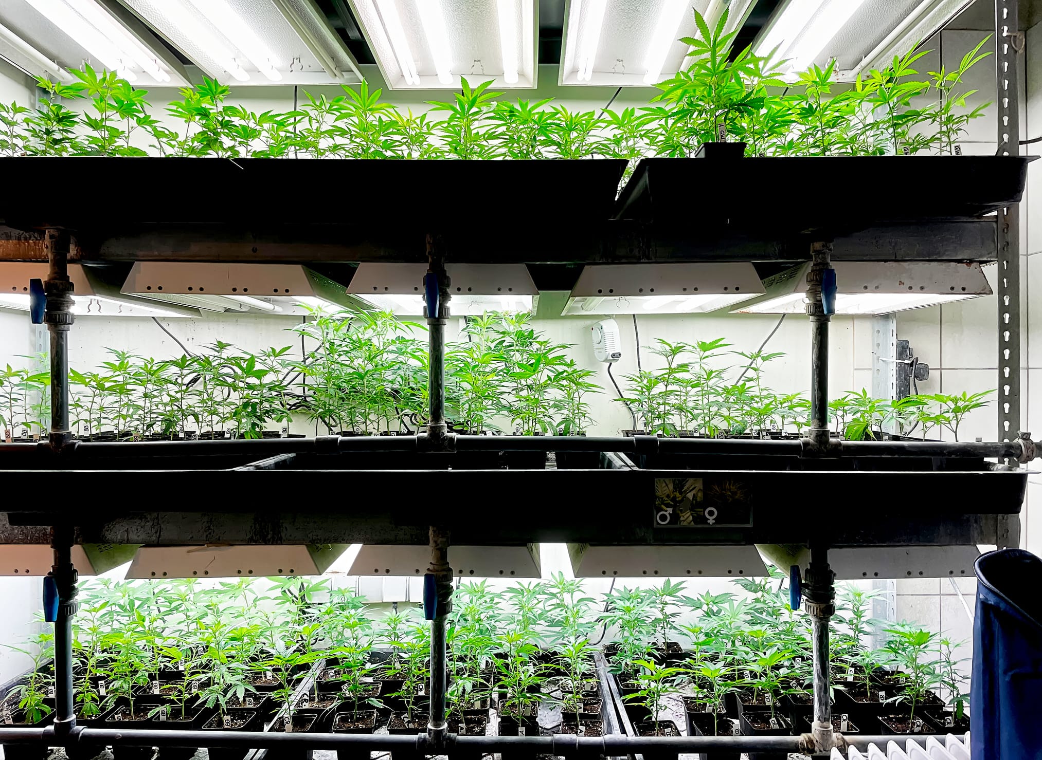 Frontier Botanics Lesotho medical cannabis